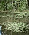 Lilies of the Lake